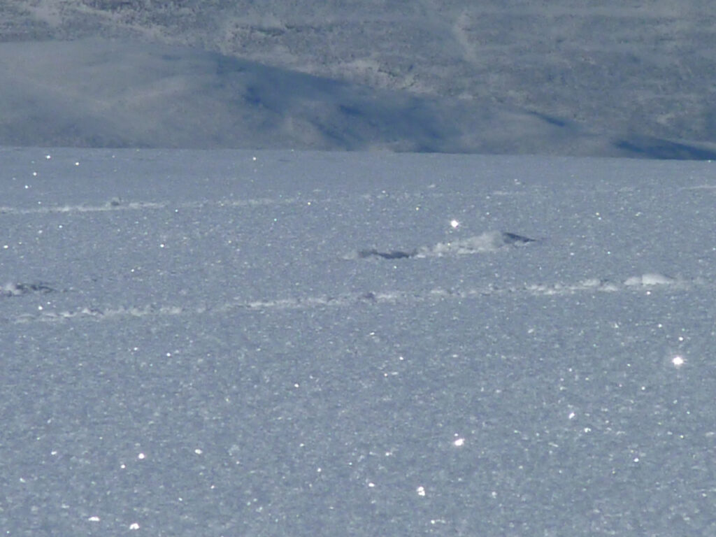 All that glitters is not gold - surface hoar