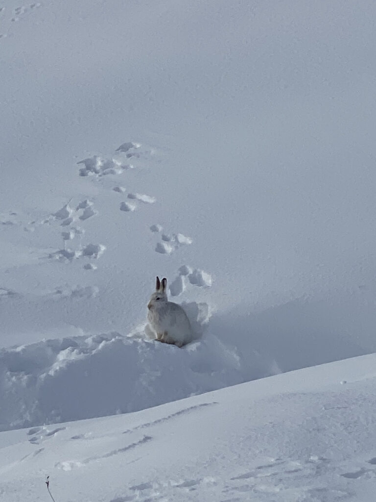 Mountain Hare Encounter While Snowshoeing