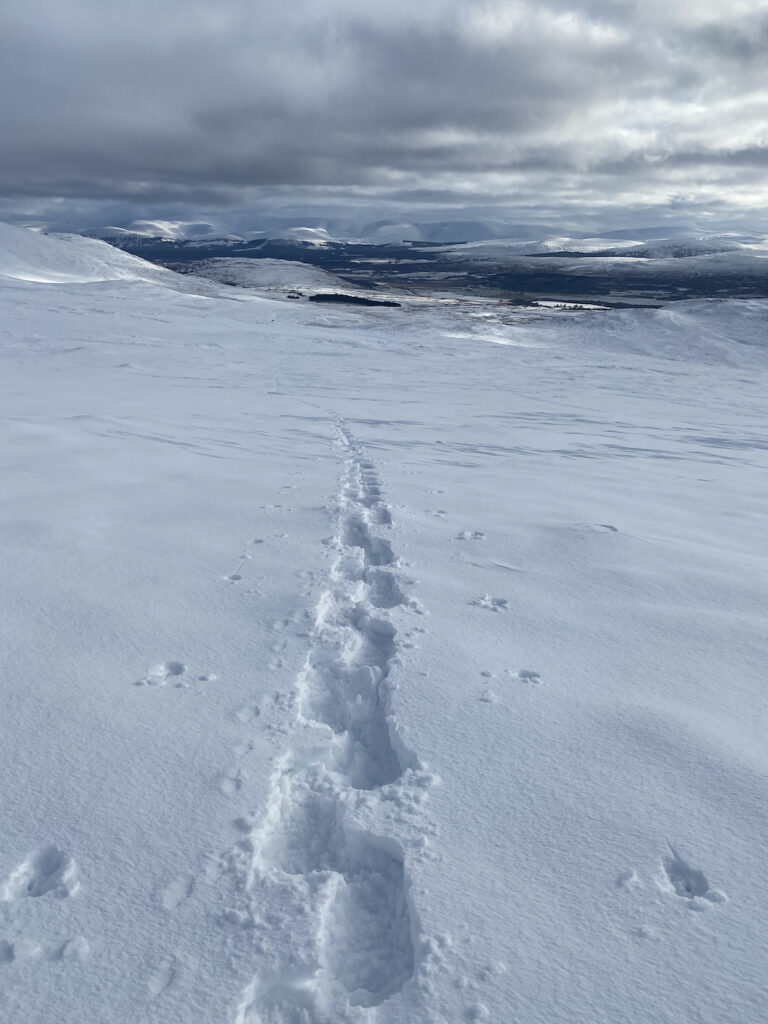 Snowshoe Tracks