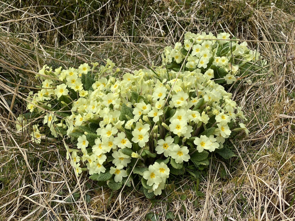Wild Primroses
