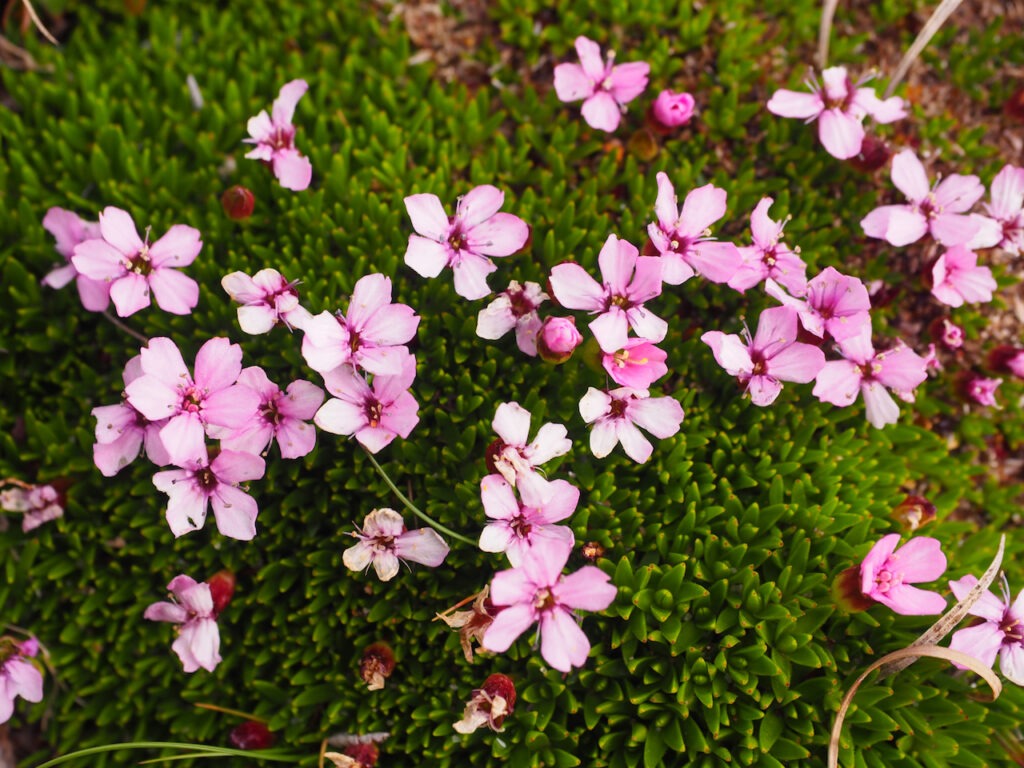 Moss Campion - Silene acaulis