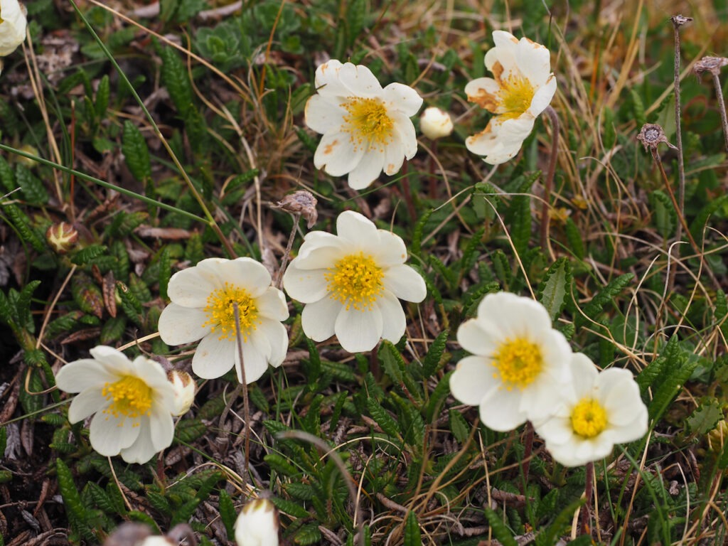 Mountain Avens - Dryas octopetala