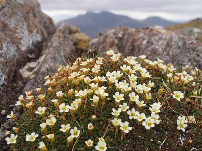 Diapensia Lapponica in Scotland