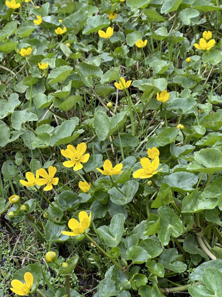 Marsh Marigolds