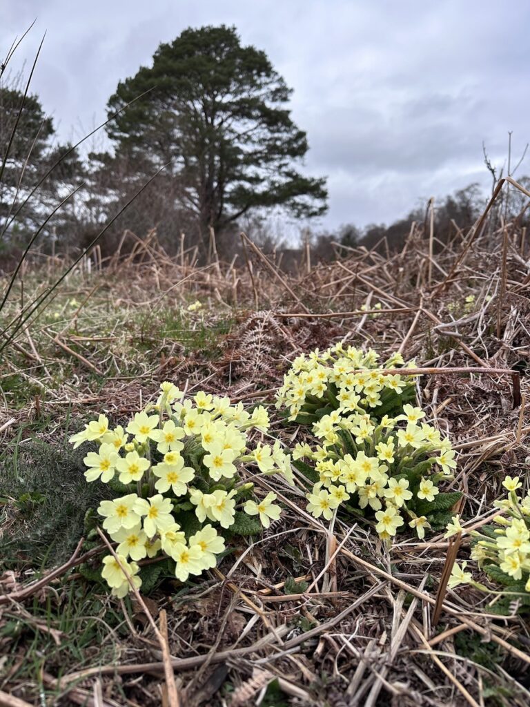 Primroses